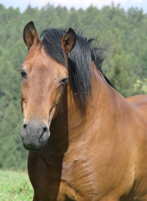 Galán13.jpg